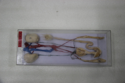 公羊泌尿生殖系统