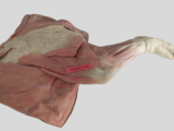 猪前肢肌肉塑化标本