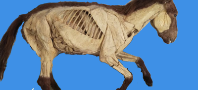 马内脏原位塑化标本