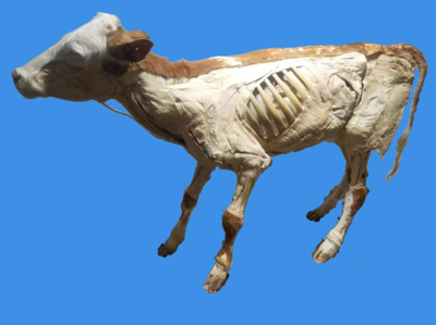 牛整体内脏塑化