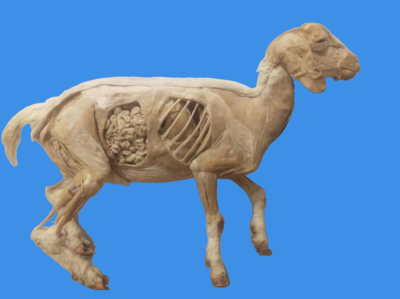 羊内脏整体塑化