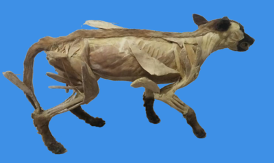 狗内脏原位塑化标本