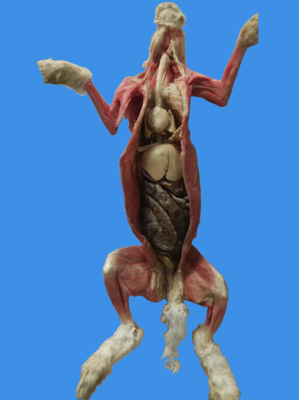 兔子整体内脏原位