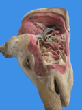 猪头颈深层神经血管肌肉